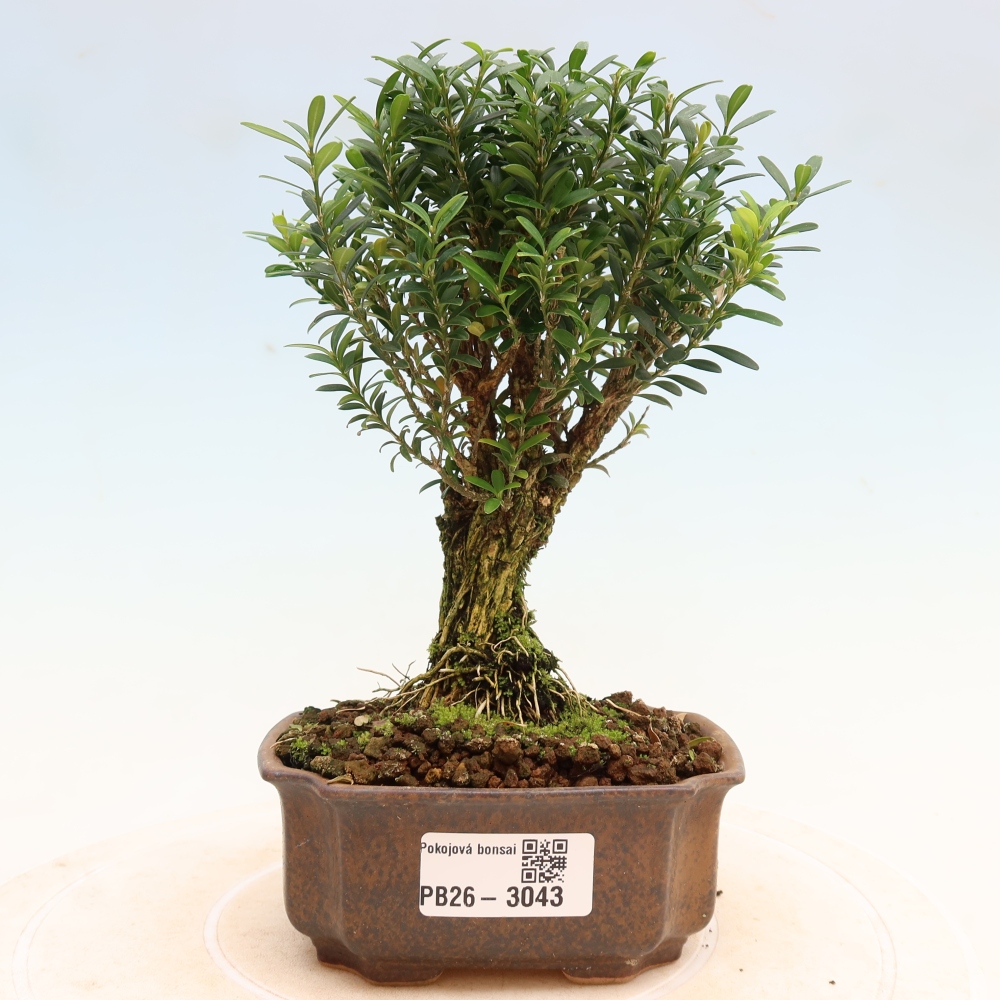Zimmer Bonsai - Buxus harlandii - Korkbuxus