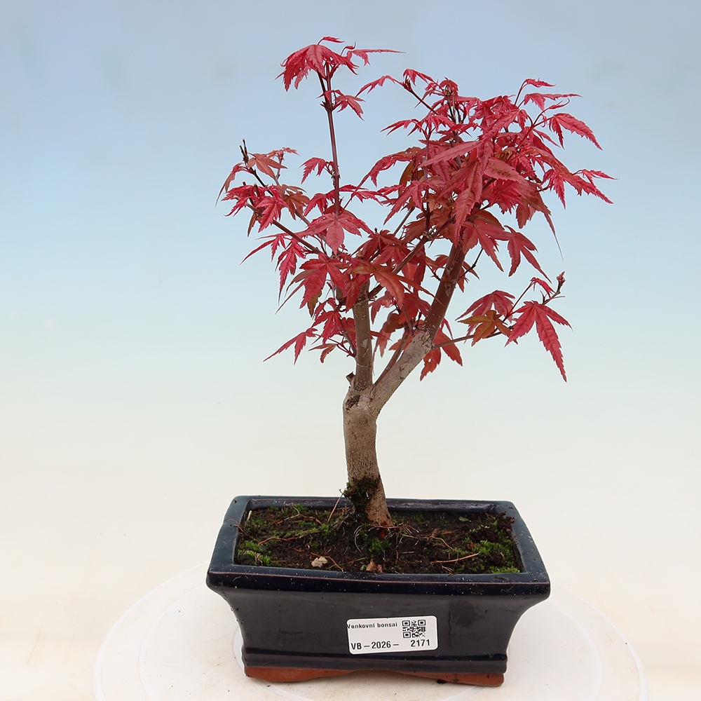 Bonsai für draußen - Acer palmatum DESHOJO