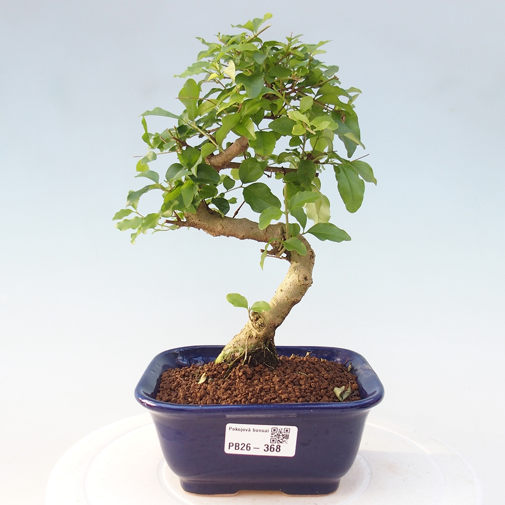 Zimmer Bonsai -Ligustrum chinensis - Vogelschnabel