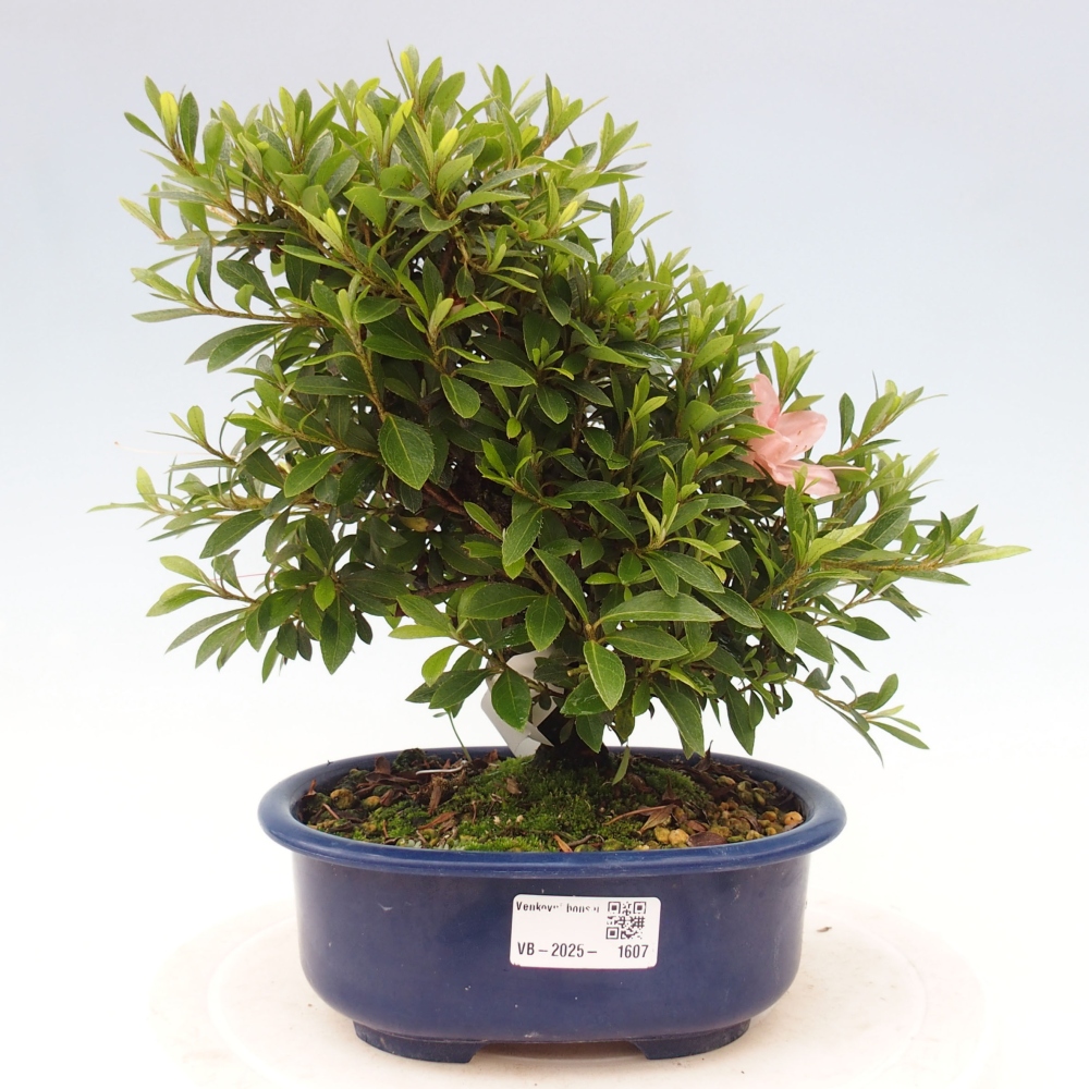 Bonsai im Freien - Japanische Azalee - Azalea Nikko