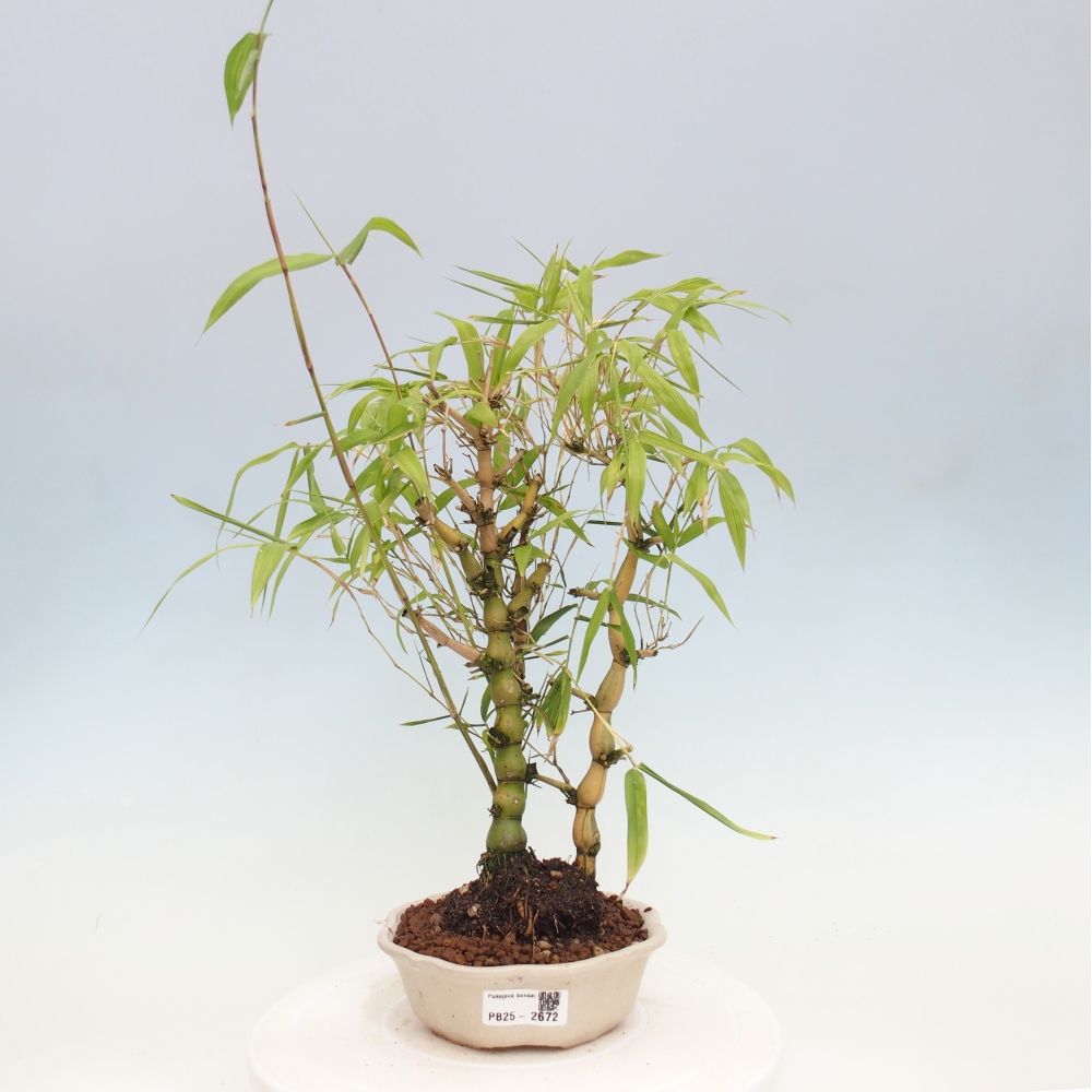 Zimmerbonsai - Bambus-Buddha-Bambus-Buddha-Bauch