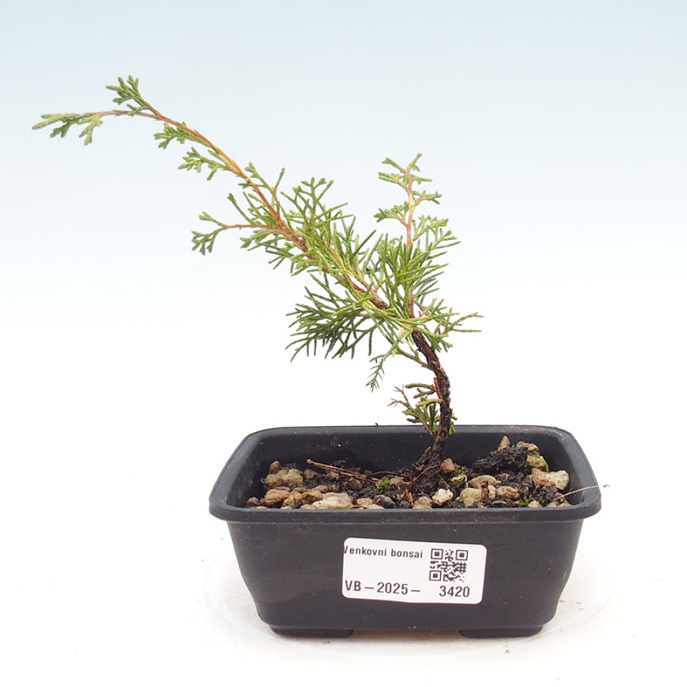 Bonsai für draußen - Juniperus chinensis Itoigawa