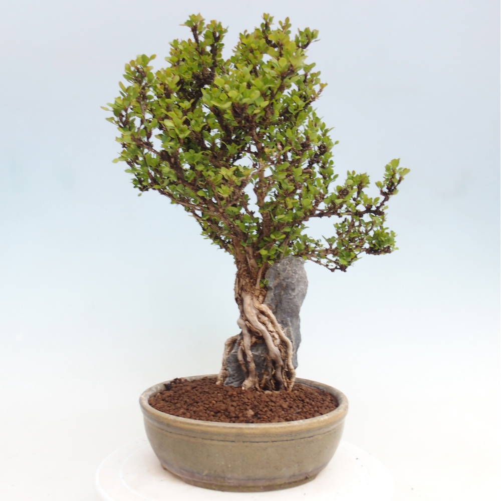 Bonsai für draußen - Berberis coreana