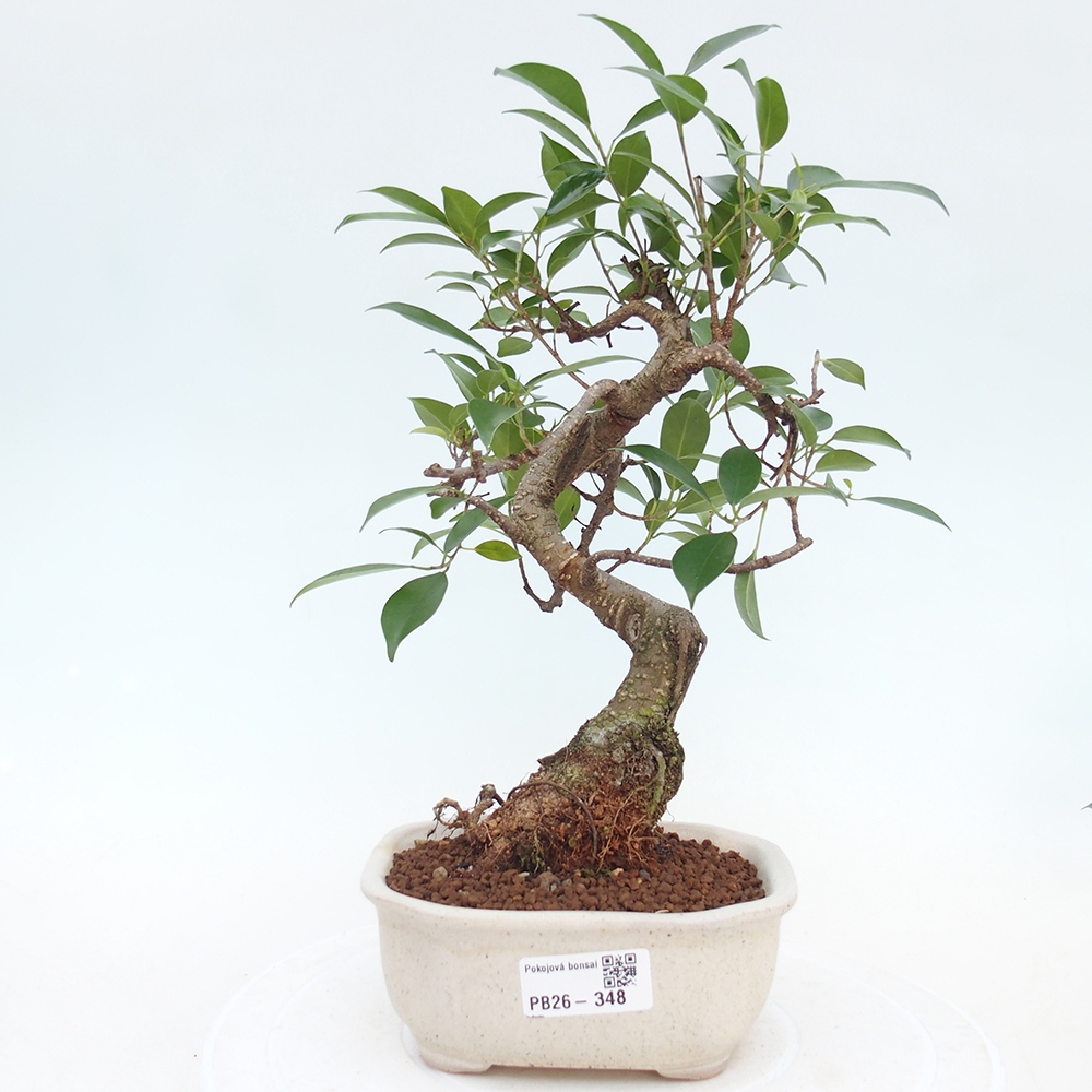 Zimmerbonsai - Ficus retusa - Kleinblättriger Ficus