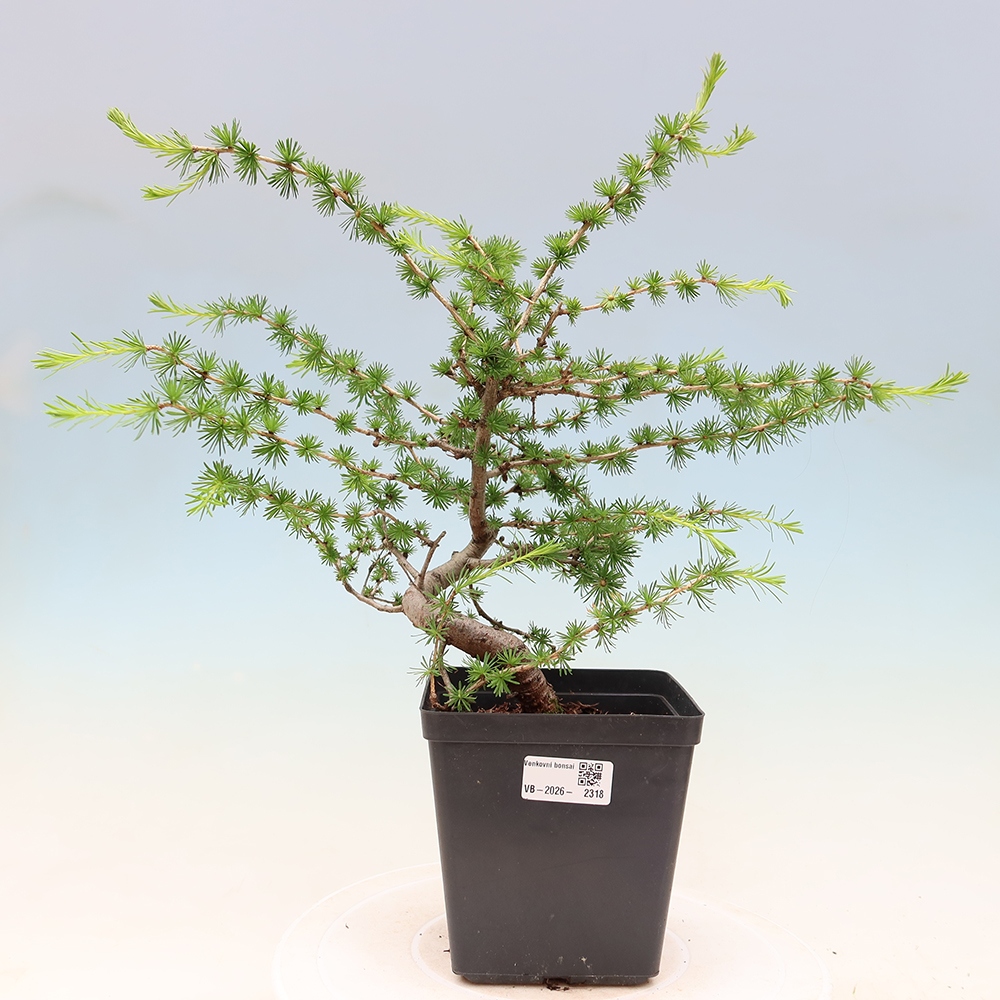 Bonsai für draußen -Larix decidua - Lärche