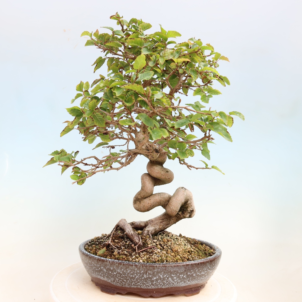 Bonsai für draußen -Carpinus CARPINOIDES - Koreanische Hainbuche