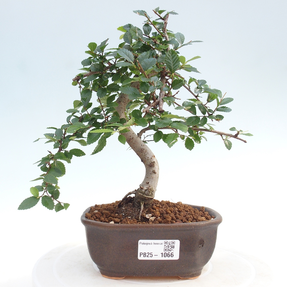 Zimmer Malolistý Ulme Bonsai