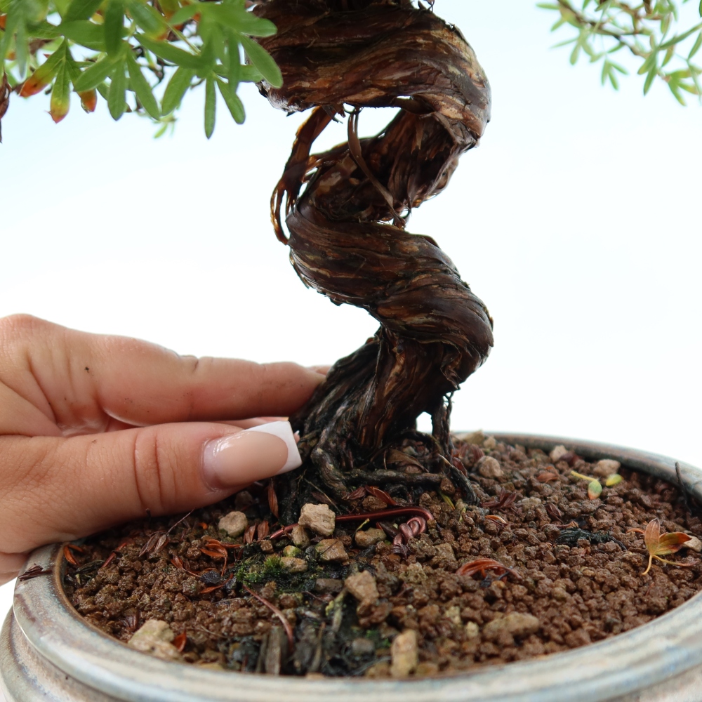 Bonsai für draußen - Potentila fruticosa