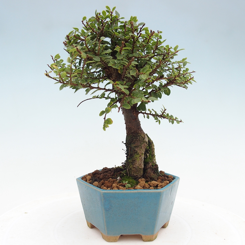 Bonsai im Freien - Ulmus parvifolia Hokkaido - Chinesische Ulme