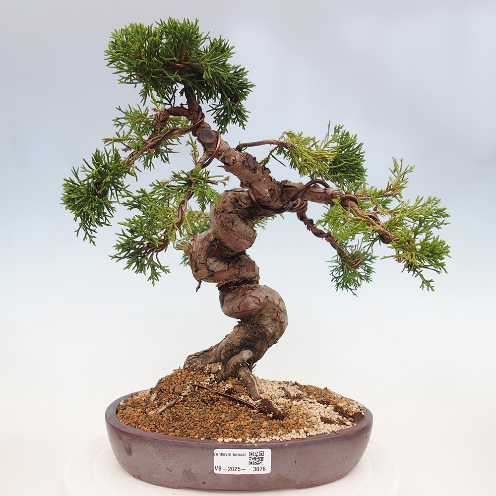 Outdoor bonsai - Juniperus chinensis Itoigawa - Chinese juniper