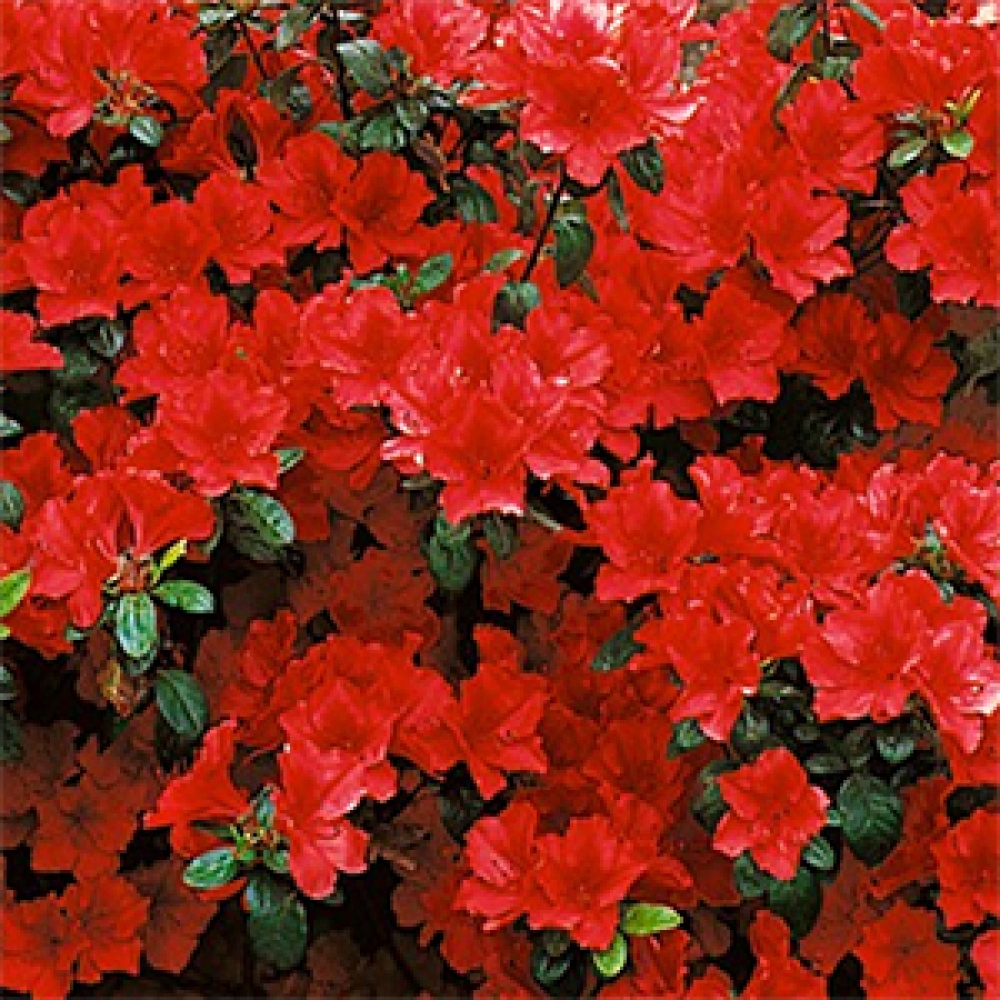 Bonsai im Freien - Japanische Azalee - Azalea Benibeni