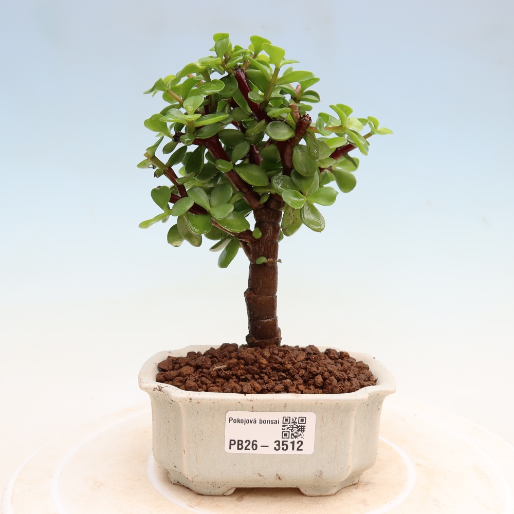 Zimmer Bonsai - Portulakaria Afra - Tlustice