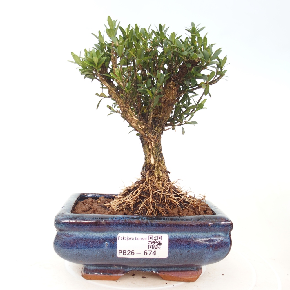 Zimmer Bonsai - Buxus harlandii - Korkbuxus