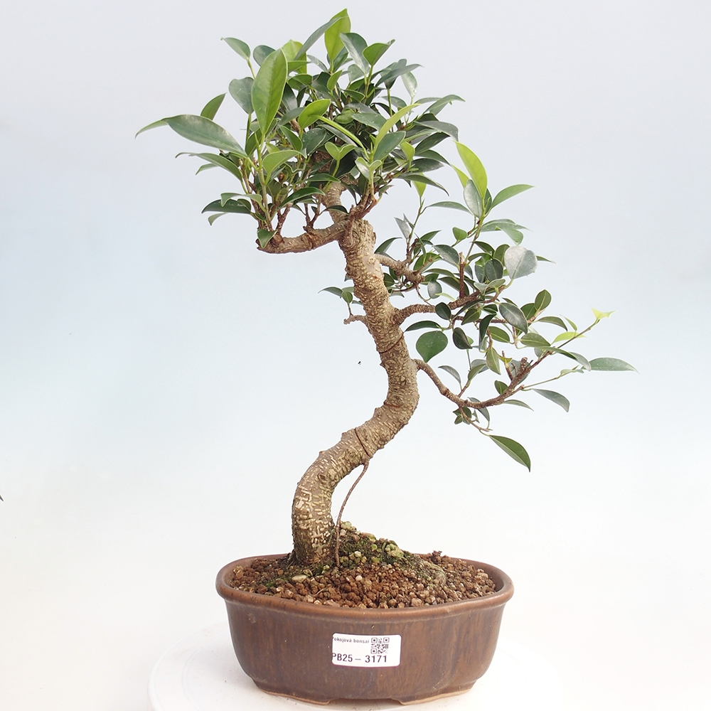 Indoor-Bonsai - Ficus retusa - kleiner Ficus