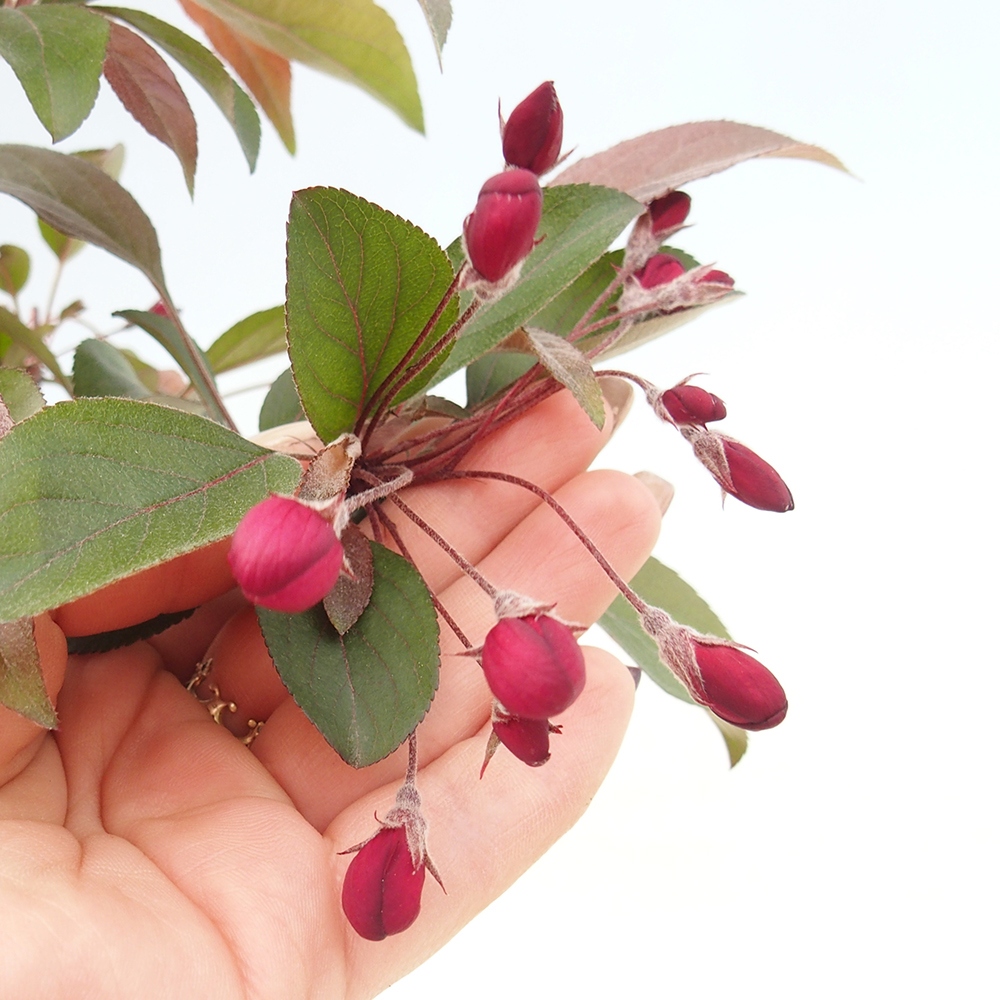 Freilandbonsai - Malus Domestica - Kleinfruchtiger rotblättriger Apfelbaum