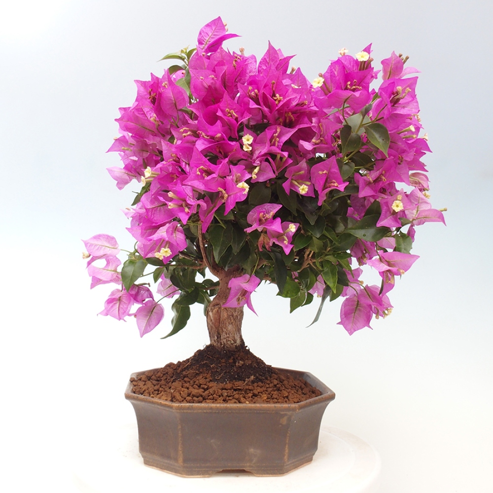 Indoor Bonsai - Bouganwilea