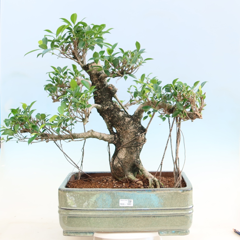 Zimmerbonsai - Ficus kimmen - Kleinblättriger Ficus