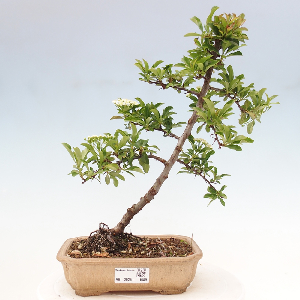Outdoor Bonsai-Pyracanta Teton -Bäckerei