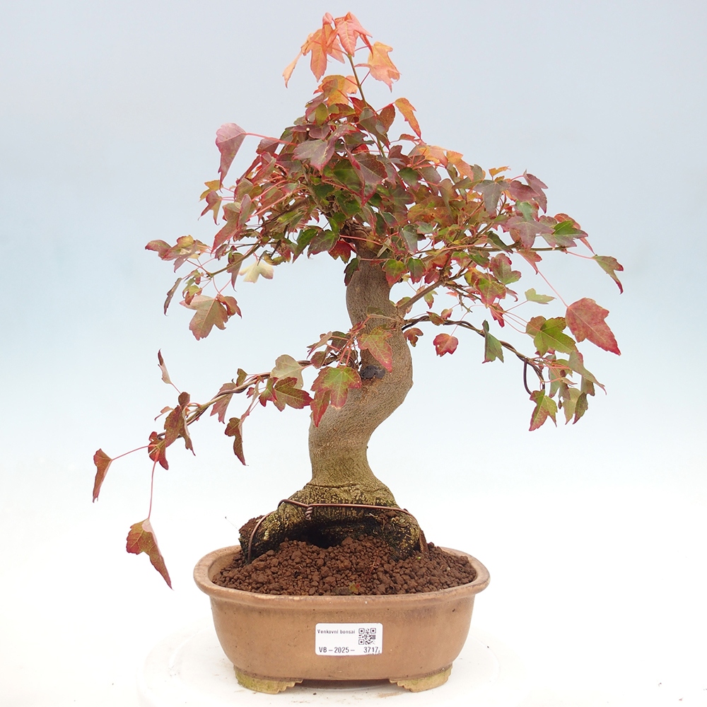 Bonsai im Freien - Ahorn Buergerianum - Burger Maple