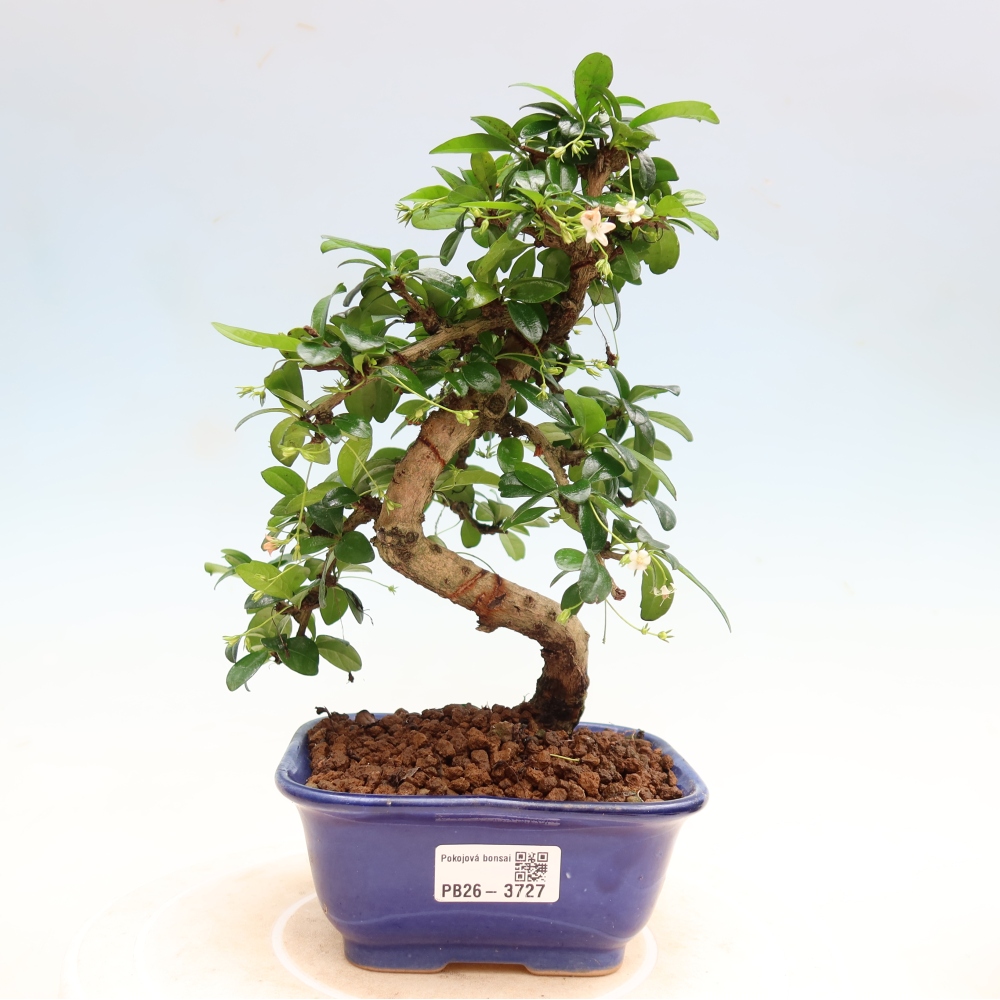 Zimmer-Bonsai - Carmona macrophylla - Tee-Fuki