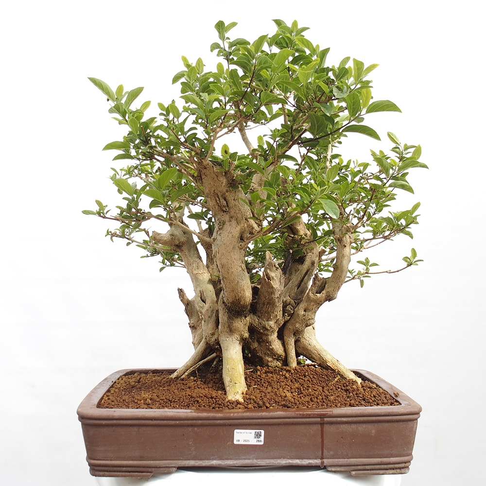 Zimmerbonsai - Premna serratifolia - Kozlovon kleinblättrig