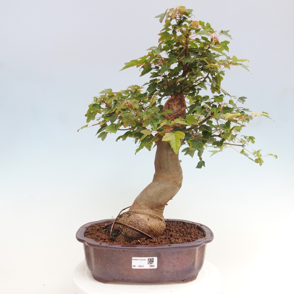 Bonsai im Freien - Ahorn Buergerianum - Burger Maple