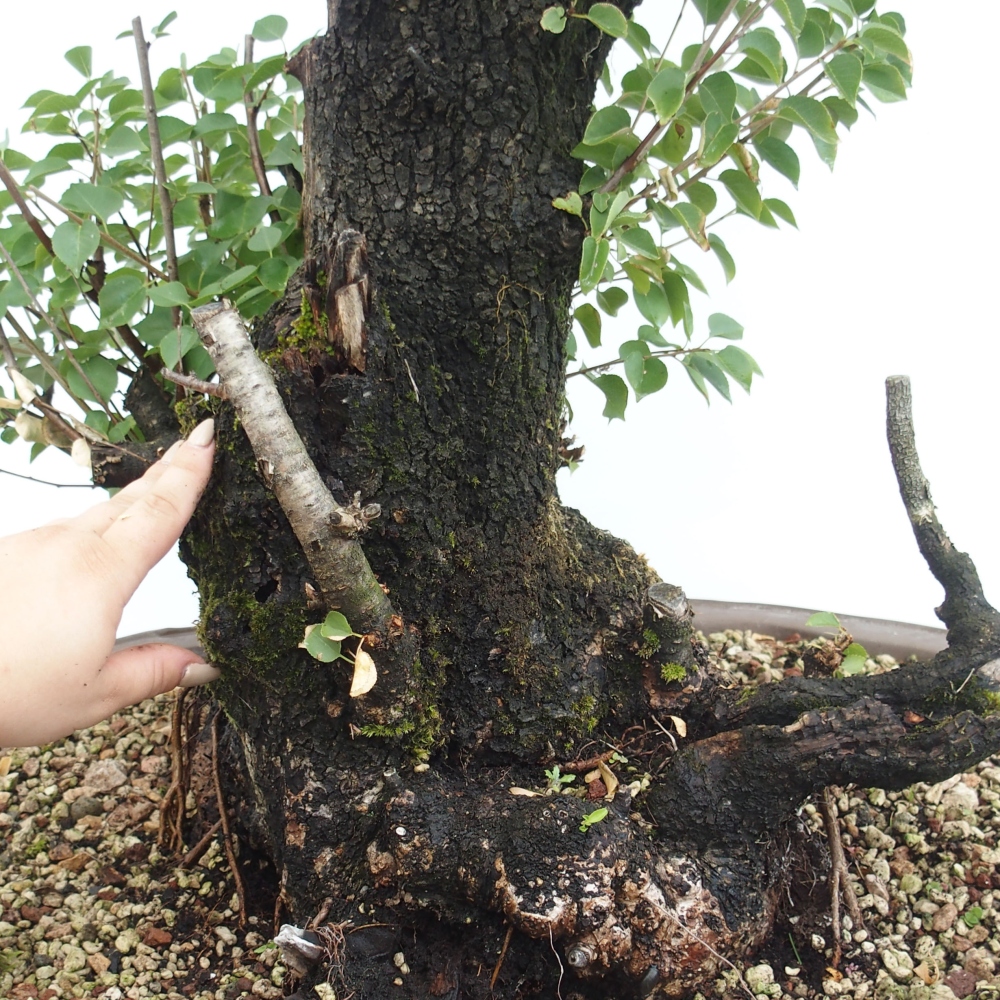 Bonsai im Freien - Mahalebka - Prunus mahaleb