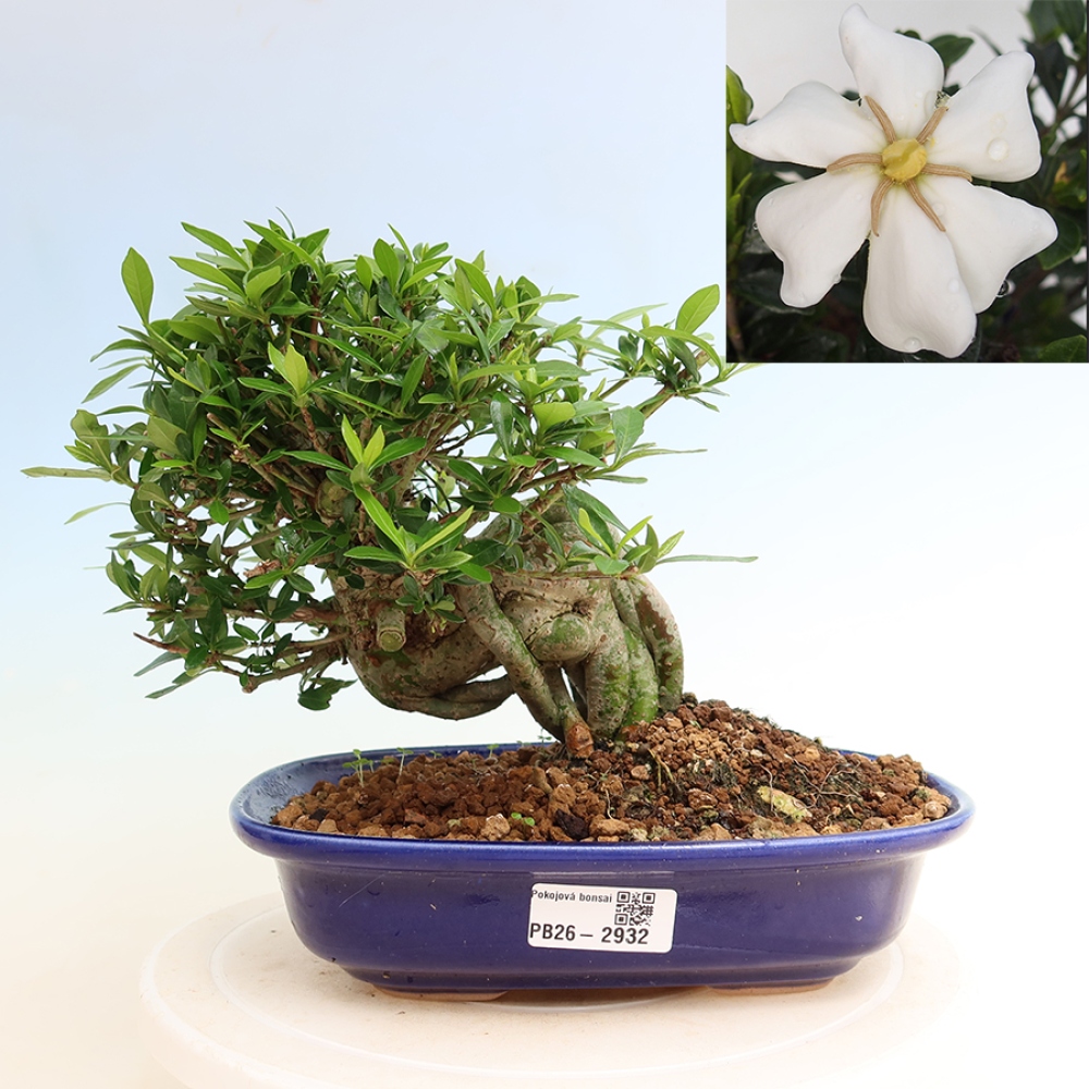Zimmer Bonsai - Gardenia jasminoides-Gardenia