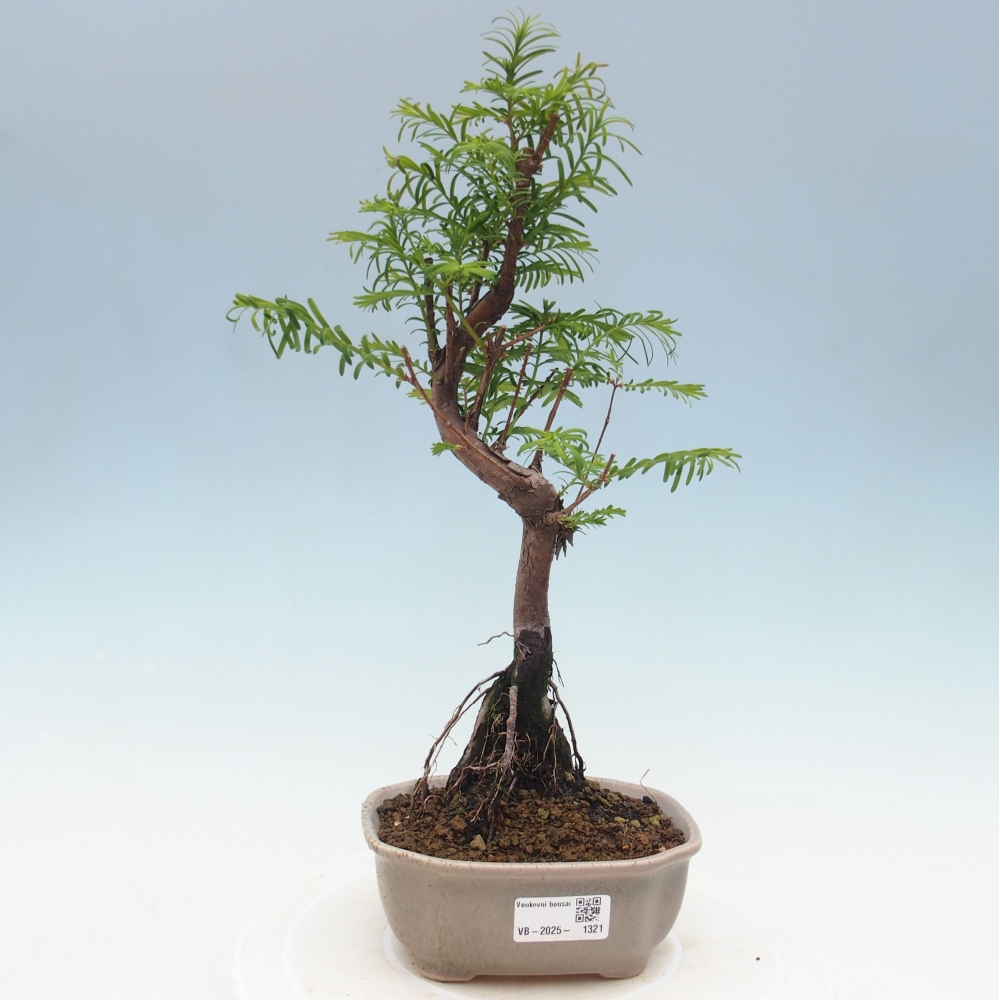 Bonsai im Freien - Metasequoia glyptostroboides - Chinesischer Metasequoia