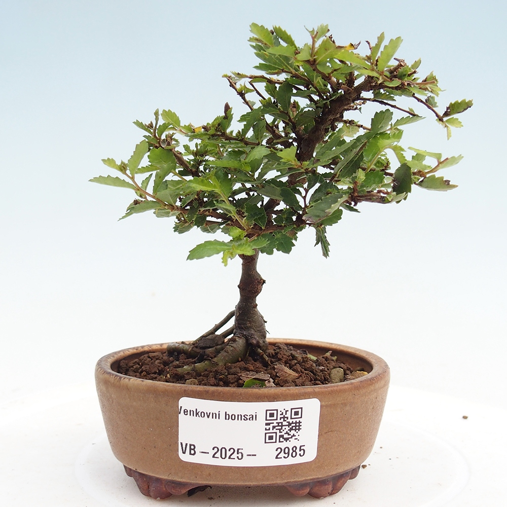 Bonsai im Freien - Ulmus parvifolia Sagei - Kleinblättrige Ulme