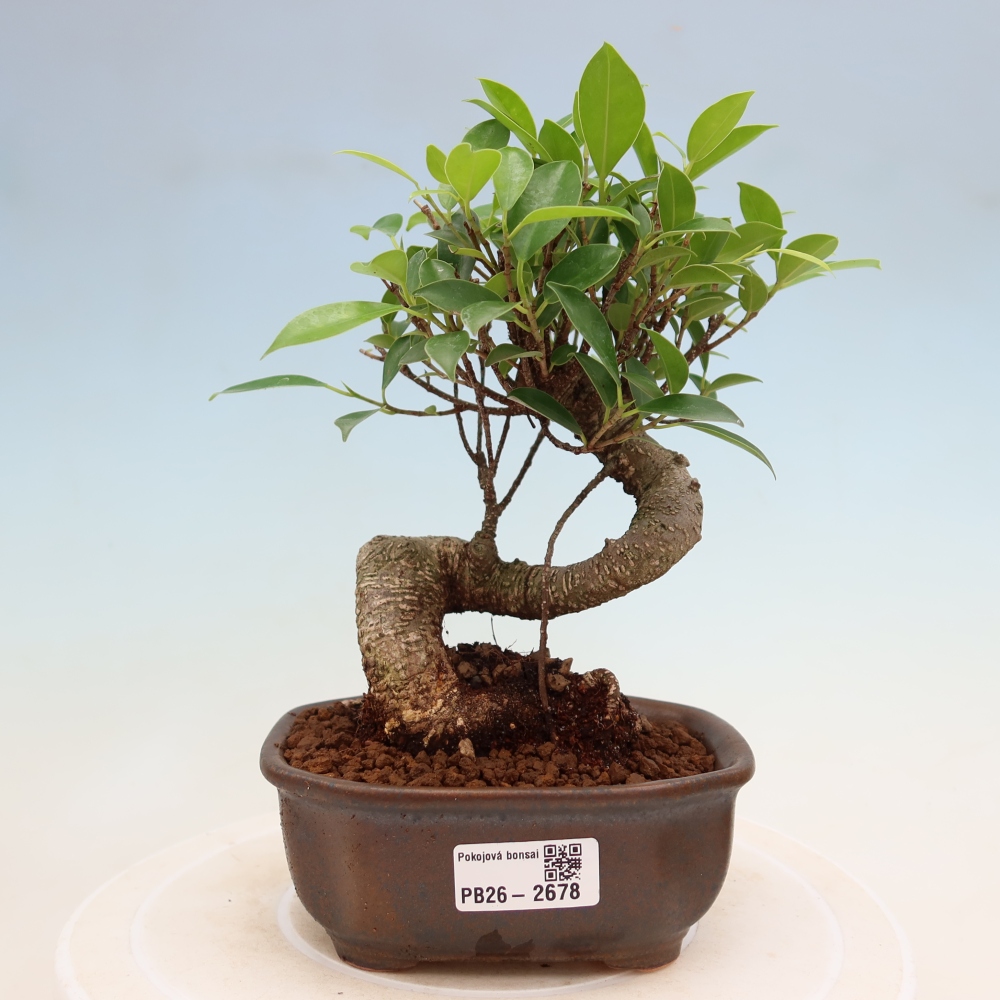 Zimmerbonsai - Ficus kimmen - Kleinblättriger Ficus