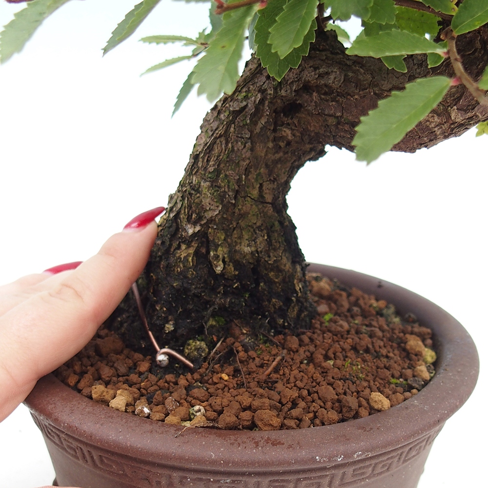 Bonsai im Freien - Zelkova - Zelkova serrata