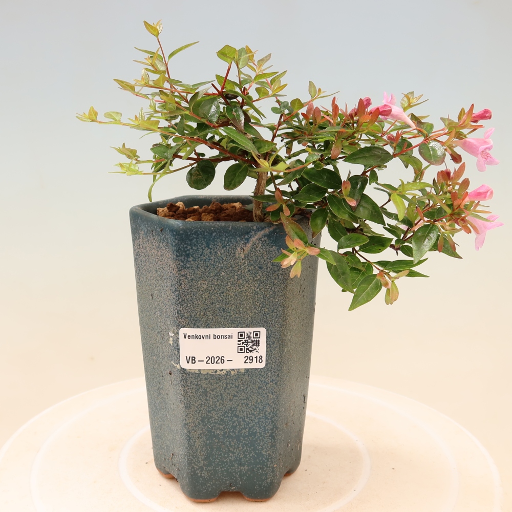 Bonsai für den Außenbereich – Abelia Edward Goucher – Großblumige Abelia