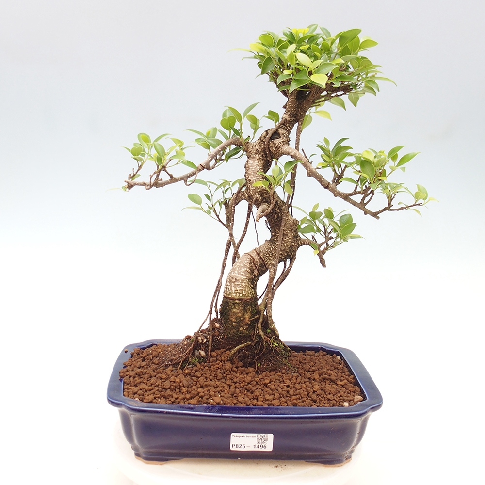 Zimmerbonsai - Ficus kimmen - kleinblättriger Ficus