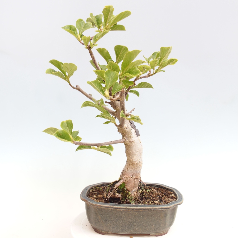 Outdoor-Bonsai - Magnolie Schwarze Tulpe - Magnolie