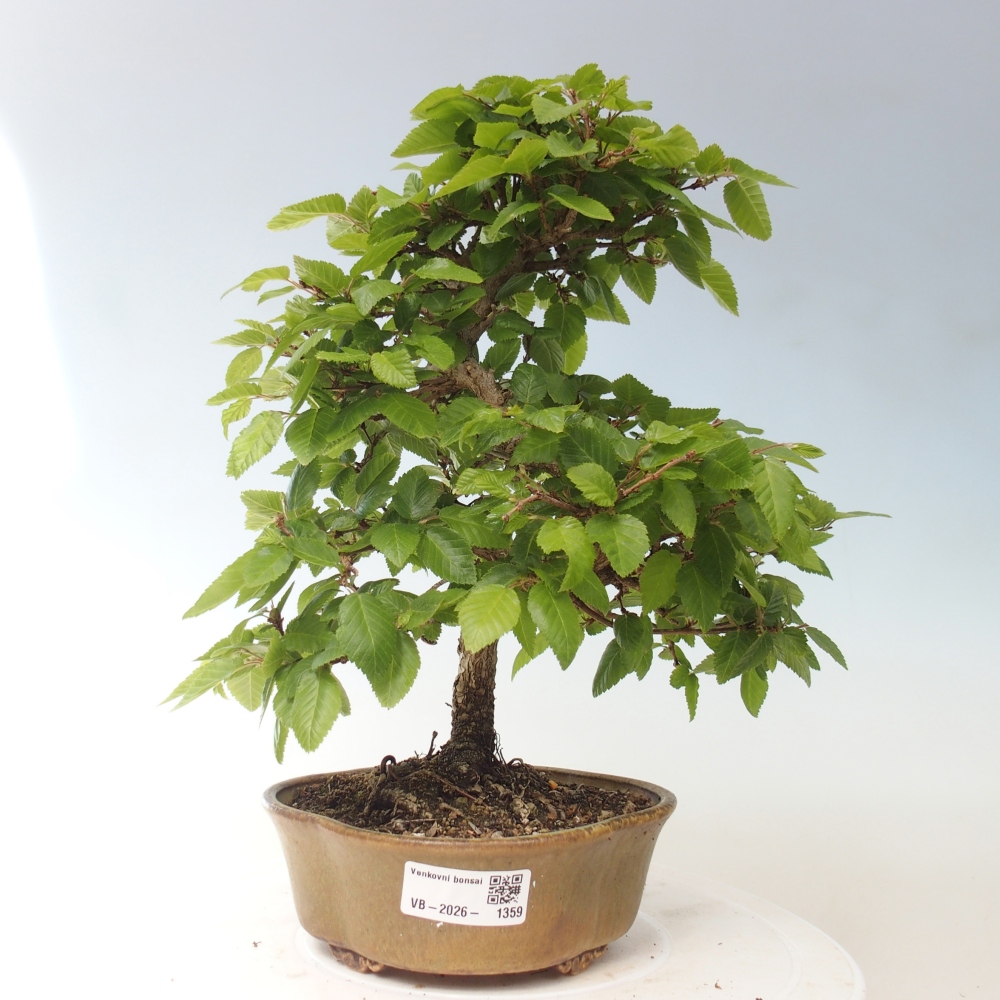 Bonsai für draußen -Carpinus CARPINOIDES - Koreanische Hainbuche