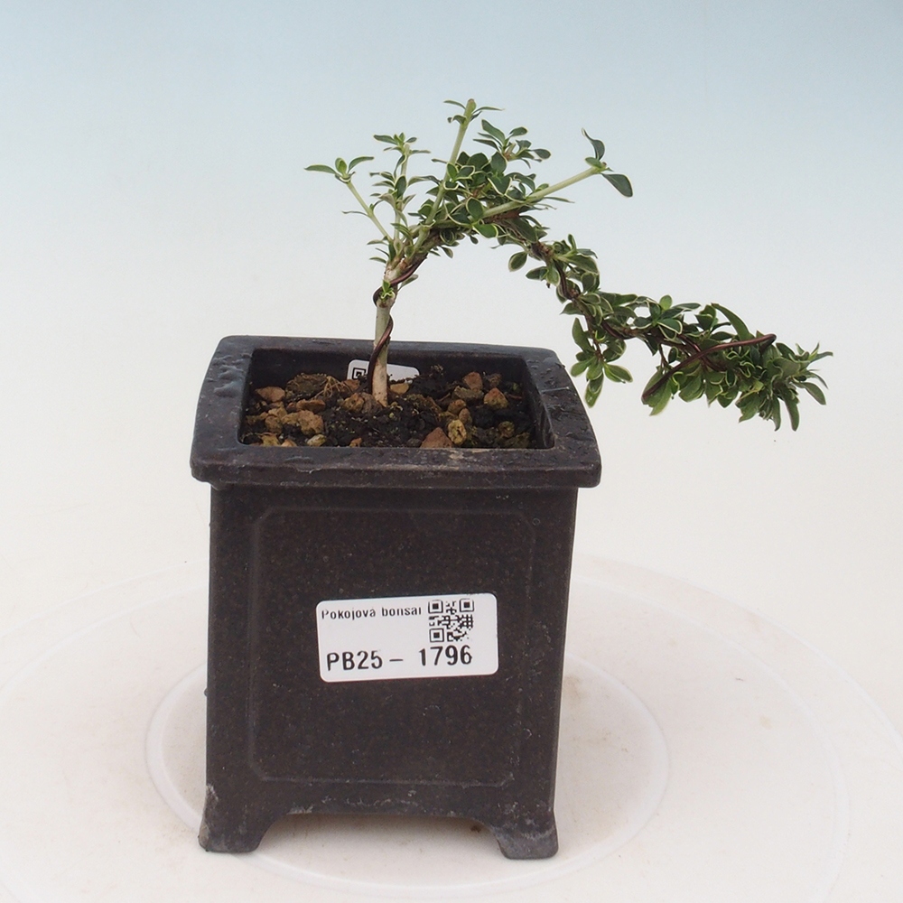 Zimmerbonsai - Serissa foetida Variegata - Baum der tausend Sterne