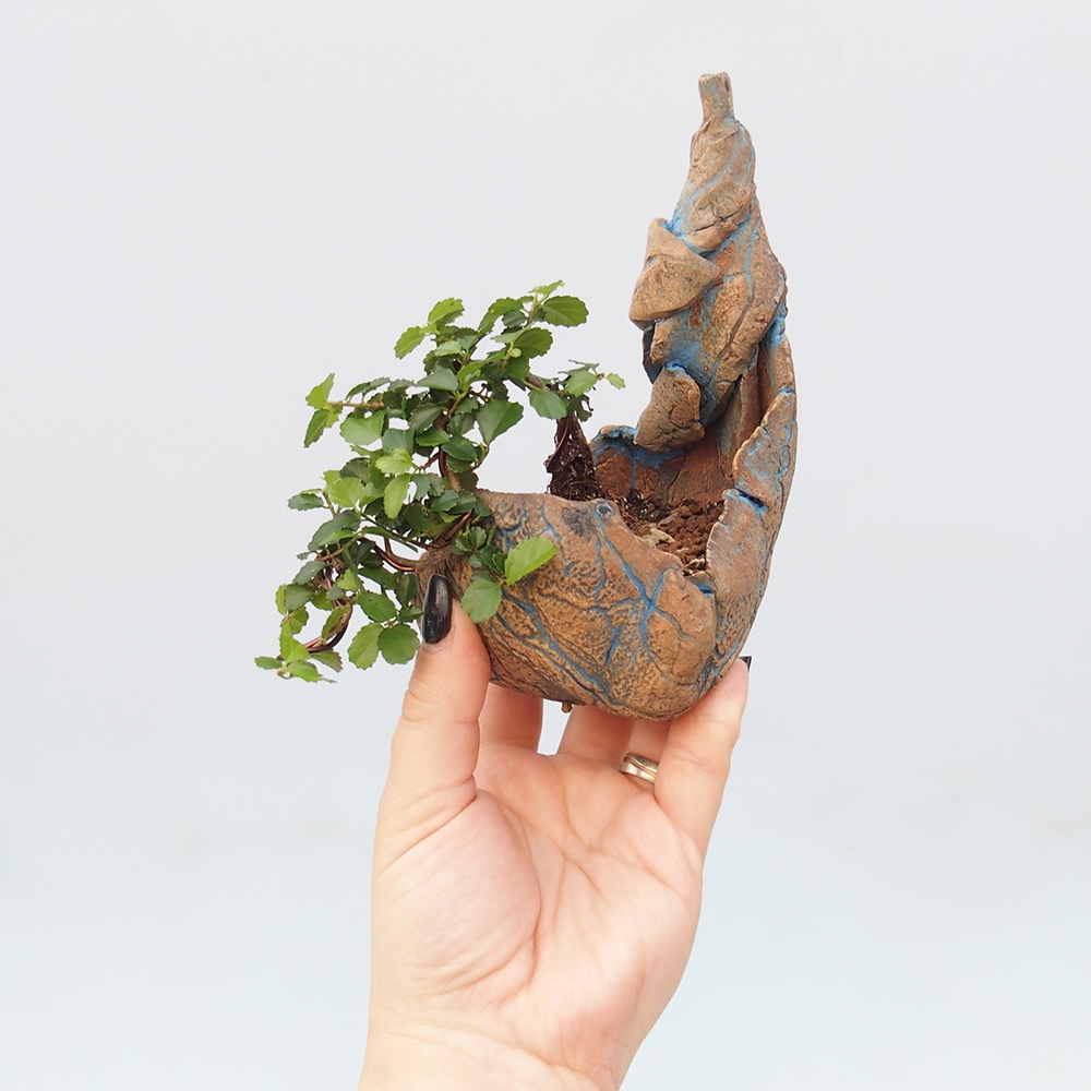 Zimmerbonsai - Grewia sp. - Grewia malafolia