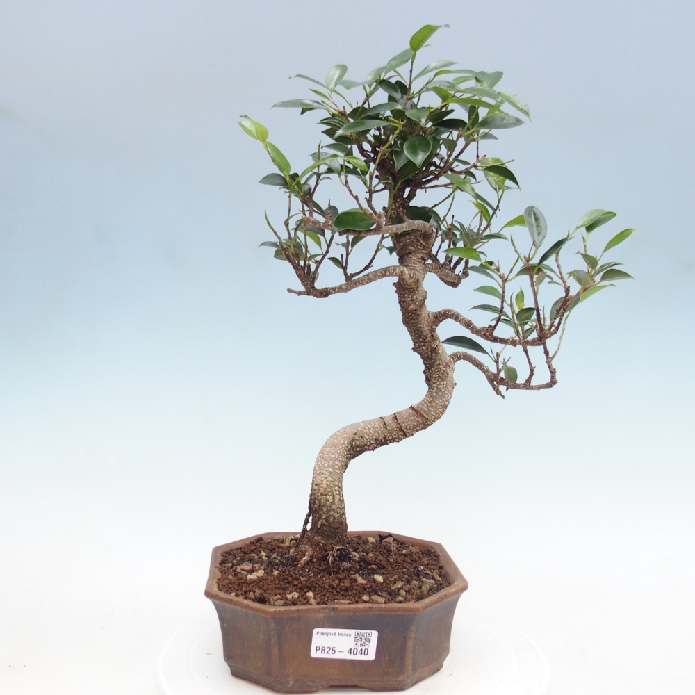 Zimmerbonsai - Ficus retusa - Kleinblättriger Ficus