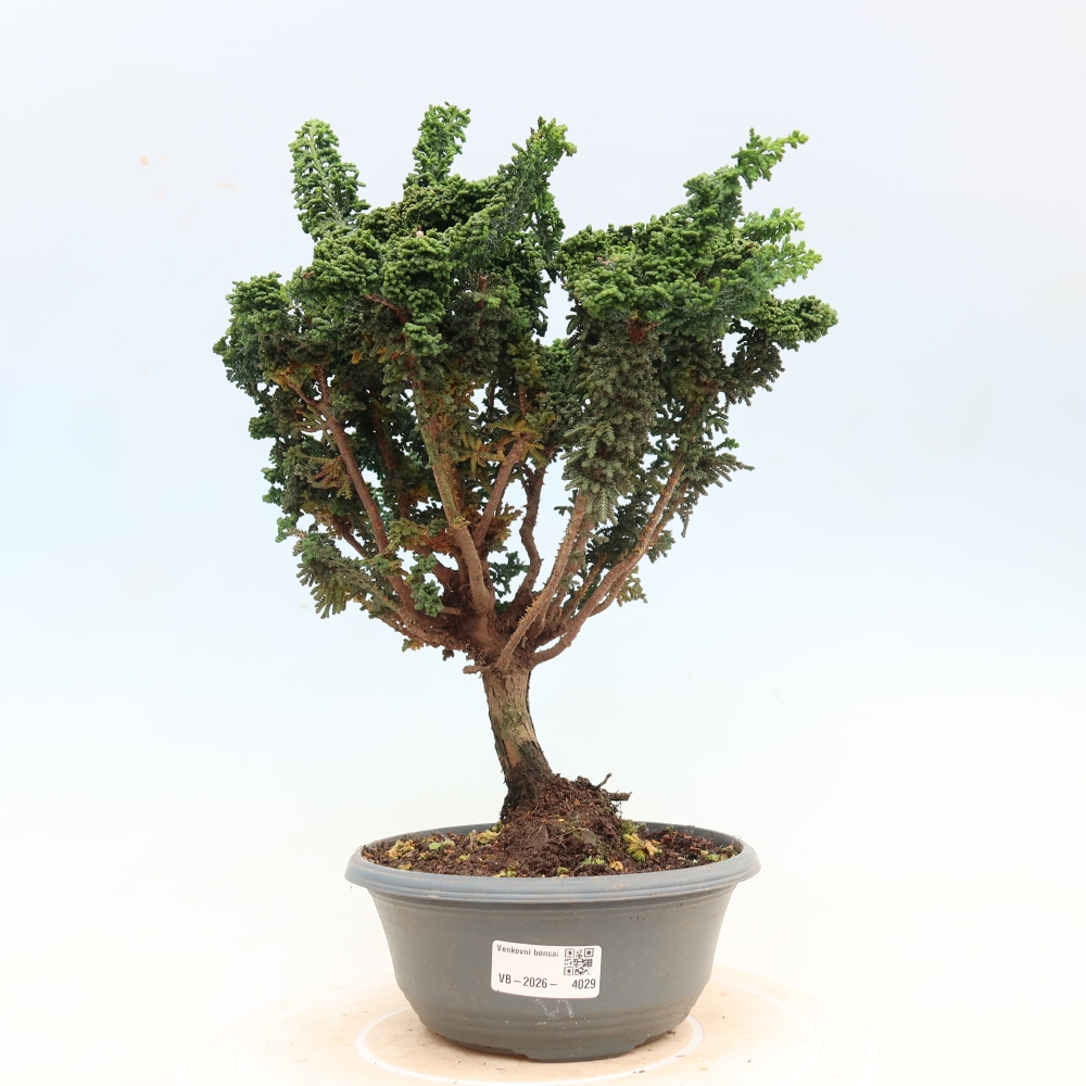 Bonsai für draußen - Cham. obtusa SEKKA HINOKI - Zypresse