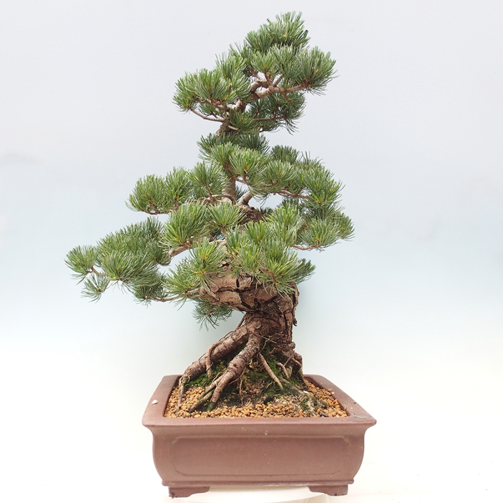 Bonsai für draußen - Pinus parviflora - Pinus parviflora