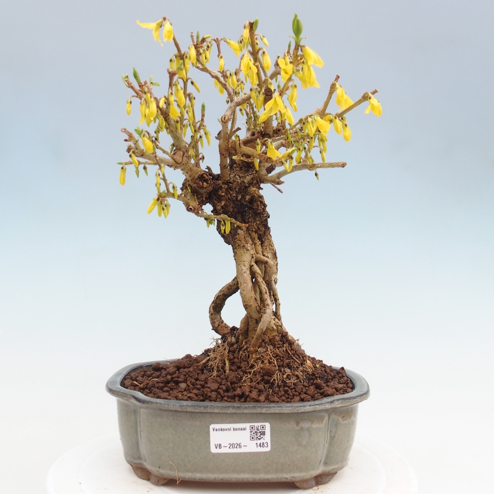 Bonsai im Freien - Forsythie - Forsythia koreana