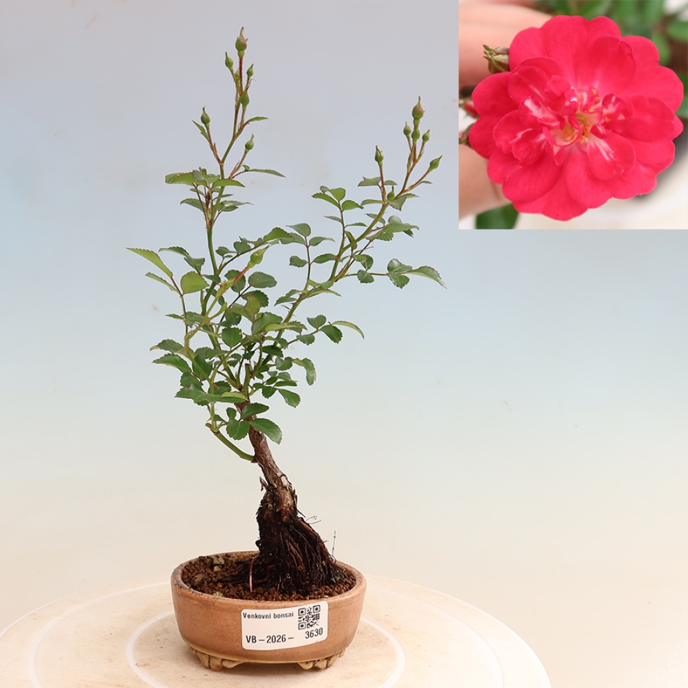Bonsai für draußen - Rosa Kordes - Rose