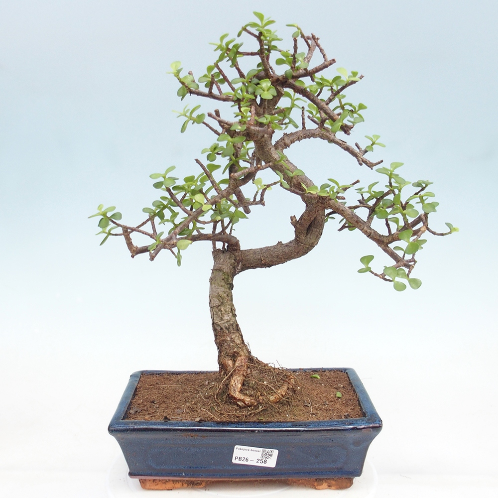 Zimmer Bonsai - Portulakaria Afra - Tlustice