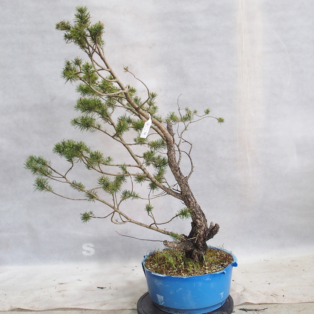 Yamadori - Pinus sylvestris 