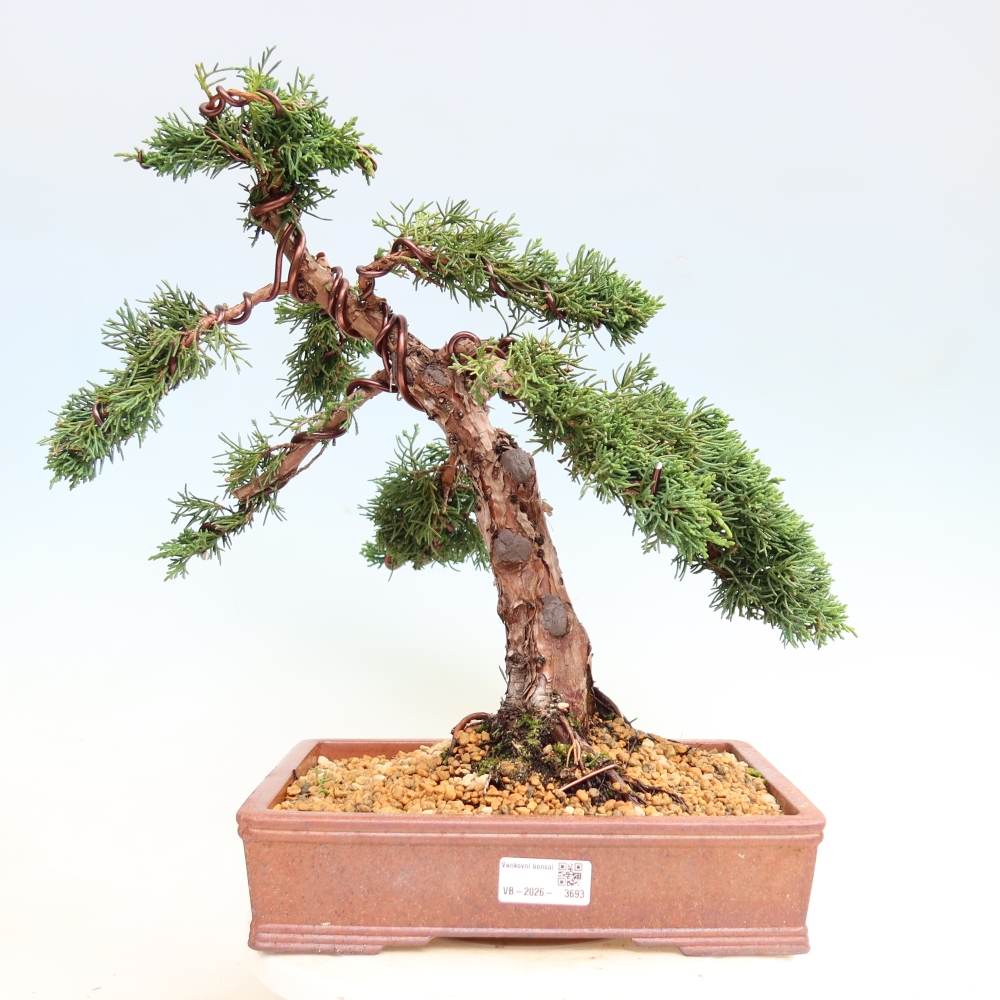 Bonsai für draußen - Juniperus chinensis Kishu