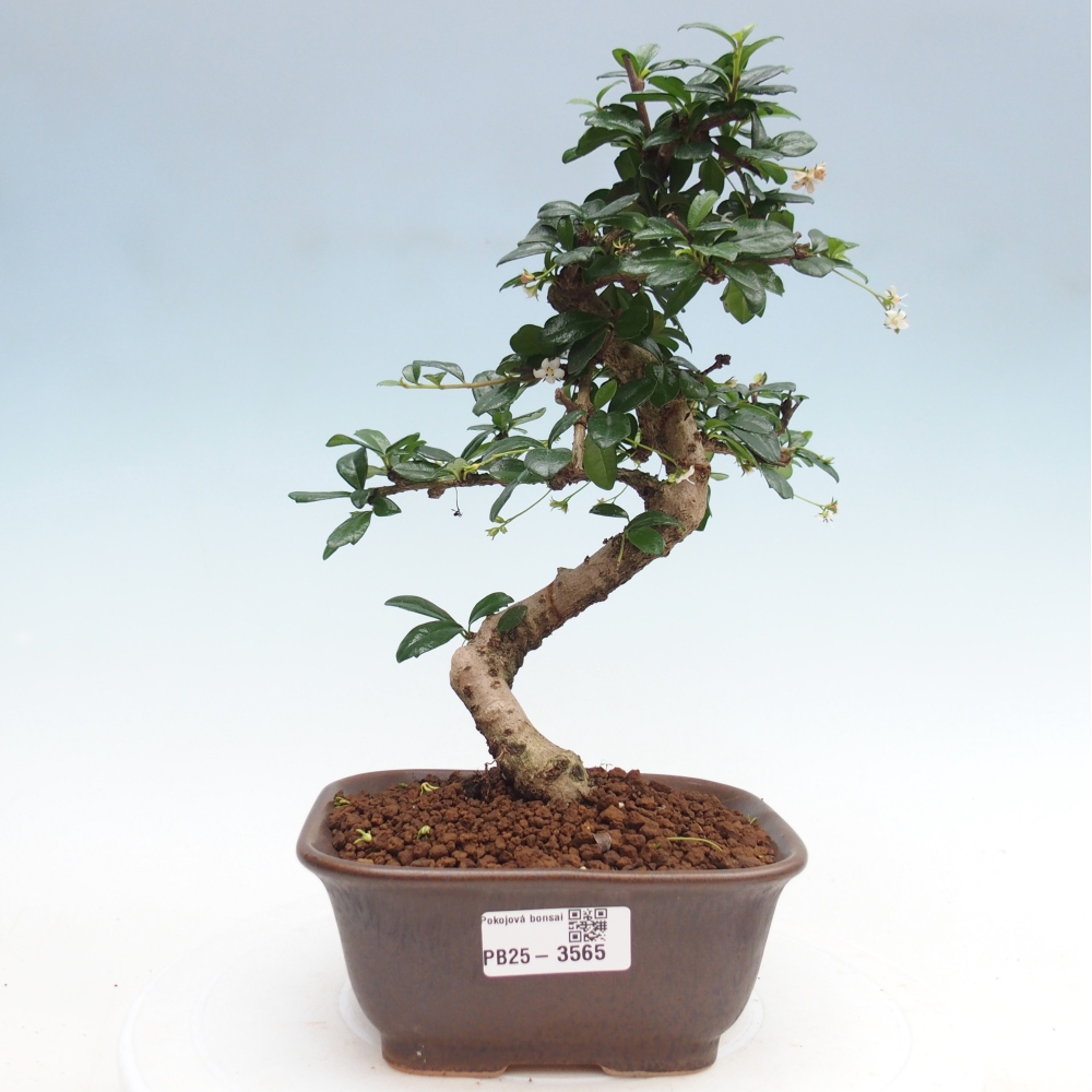 Zimmerbonsai - Carmona Macrophylla - Fuki-Tee