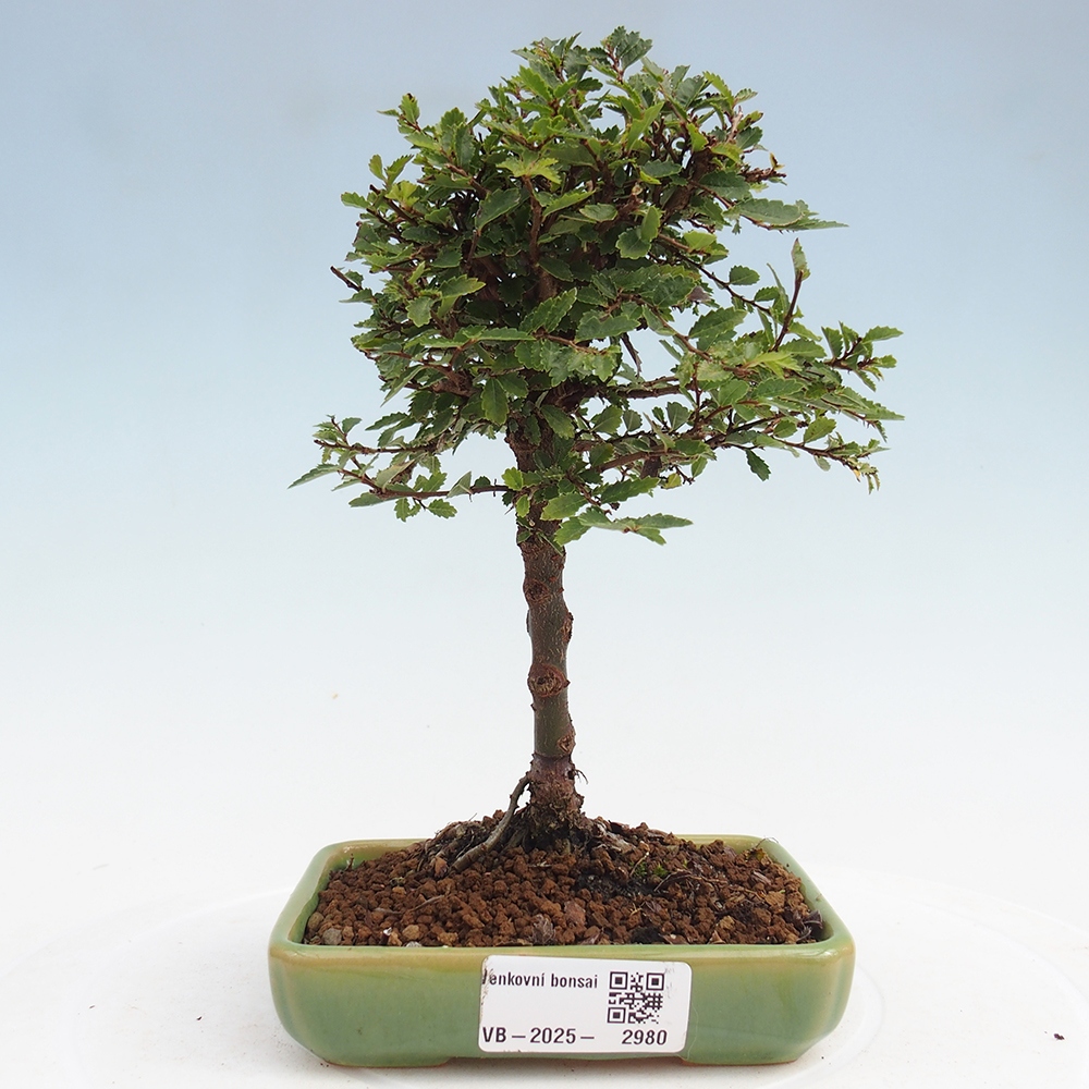 Bonsai im Freien - Ulmus parvifolia Sagei - Kleinblättrige Ulme