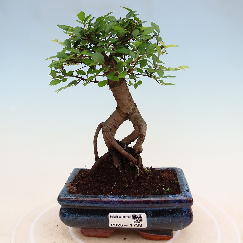 Zimmerbonsai - Ulmus parvifolia - Kleinblättrige Ulme