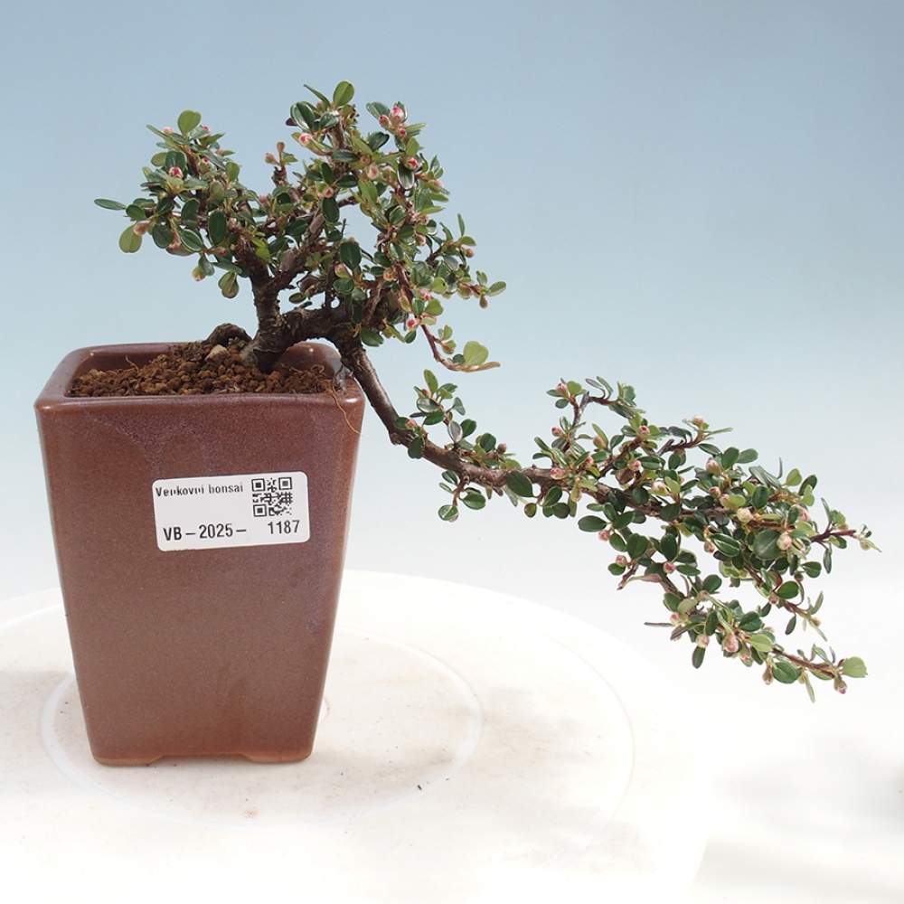 Bonsai im Freien - Cotoneaster horizontalis - Felsenbaum